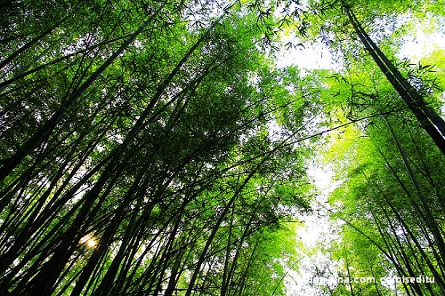 蜀南竹海,那一片荫凉