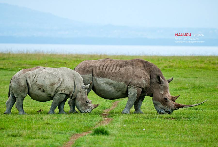肯尼亚,圆一个动物世界的梦(六)纳库鲁湖遭遇火烈鸟调戏鬣狗